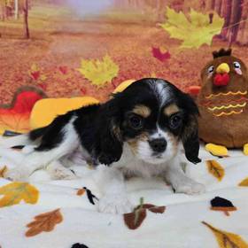 Cavalier King Charles Spaniel