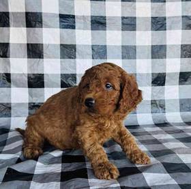 Mini Goldendoodle