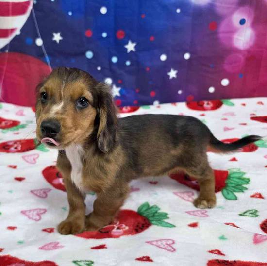 Dachshund