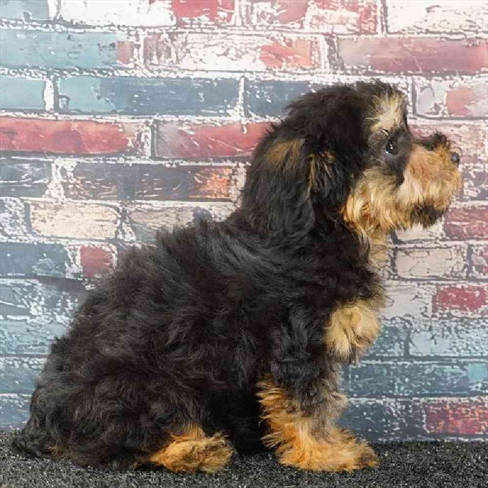 Female Yorkie-Poo Puppy for Sale in Virginia Beach, VA