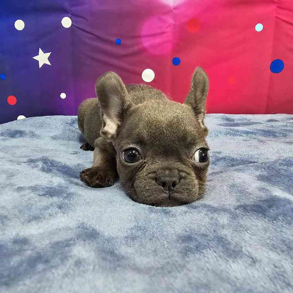 Female French Bulldog Puppy for Sale in Virginia Beach, VA