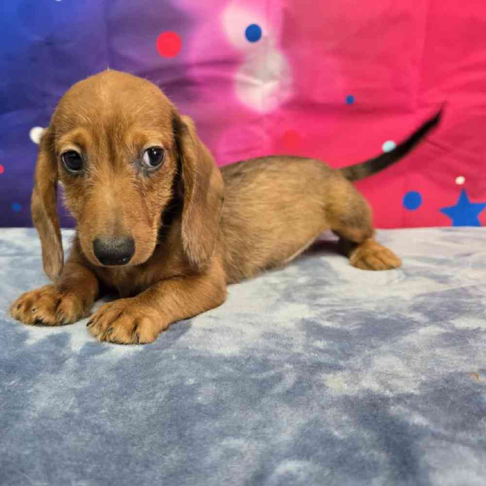 Male Dachshund Puppy for Sale in Virginia Beach, VA