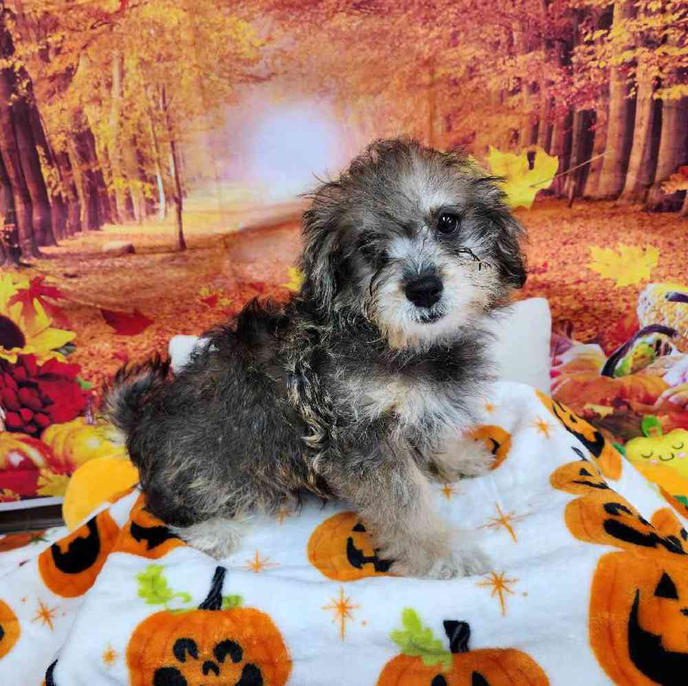 Male Shipoo Puppy for Sale in Virginia Beach, VA