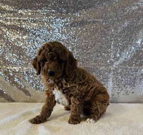 Mini Goldendoodle