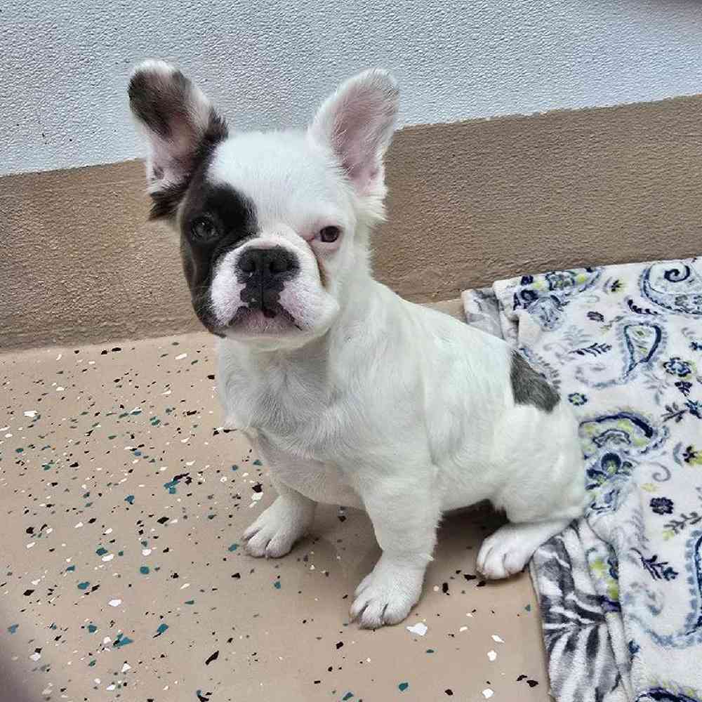 Female French Bulldog Puppy for Sale in Virginia Beach, VA