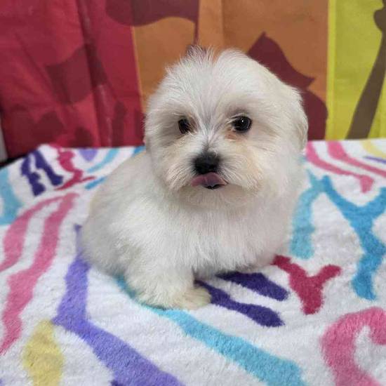 Maltese