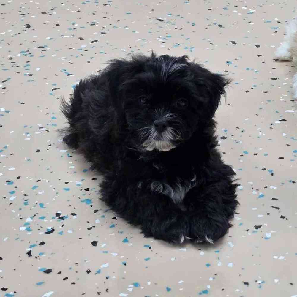 Male Shipoo Puppy for Sale in Virginia Beach, VA