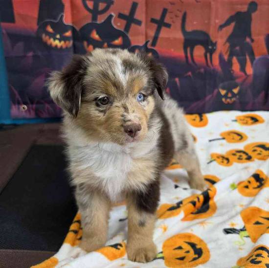 Toy Australian Shepherd 