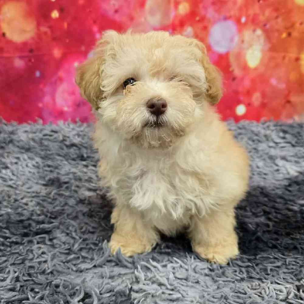Male Havapoo Puppy for Sale in Virginia Beach, VA