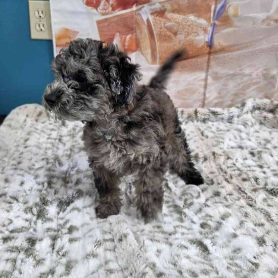 Mini Sheepadoodle 