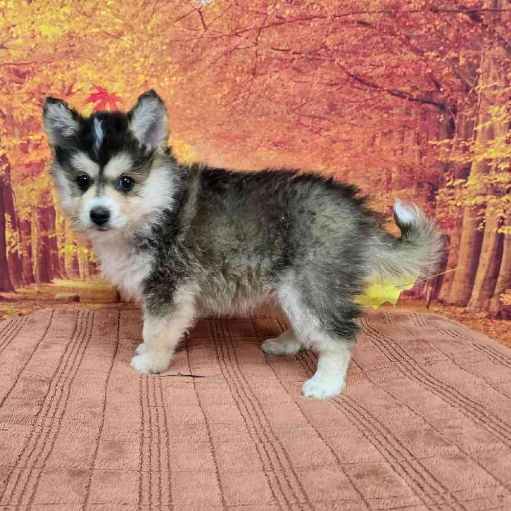 Female Pomsky Puppy for Sale in Virginia Beach, VA