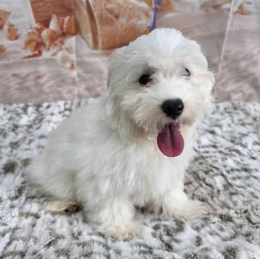 Male Maltichon Puppy for Sale in Virginia Beach, VA