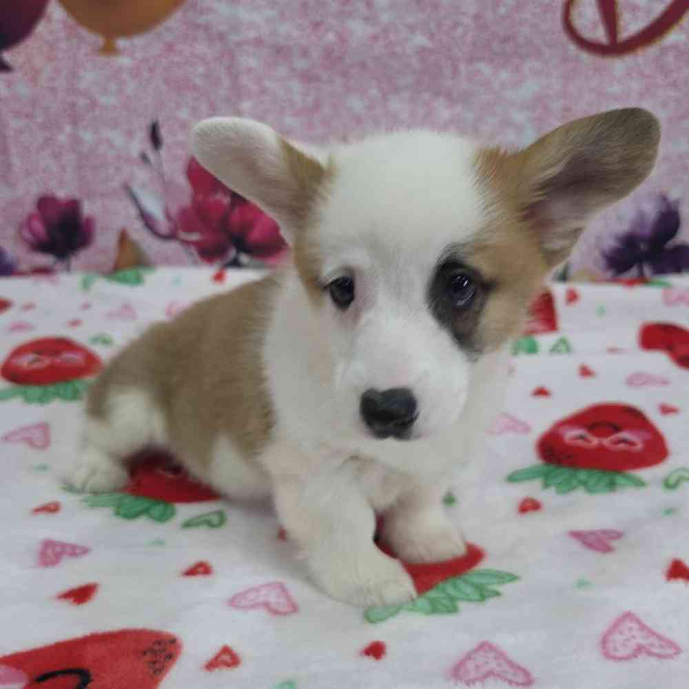 Male Pembroke Welsh Corgi Puppy for Sale in Virginia Beach, VA