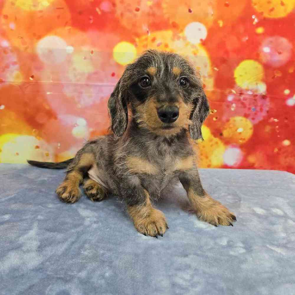 Male Dachshund Puppy for Sale in Virginia Beach, VA