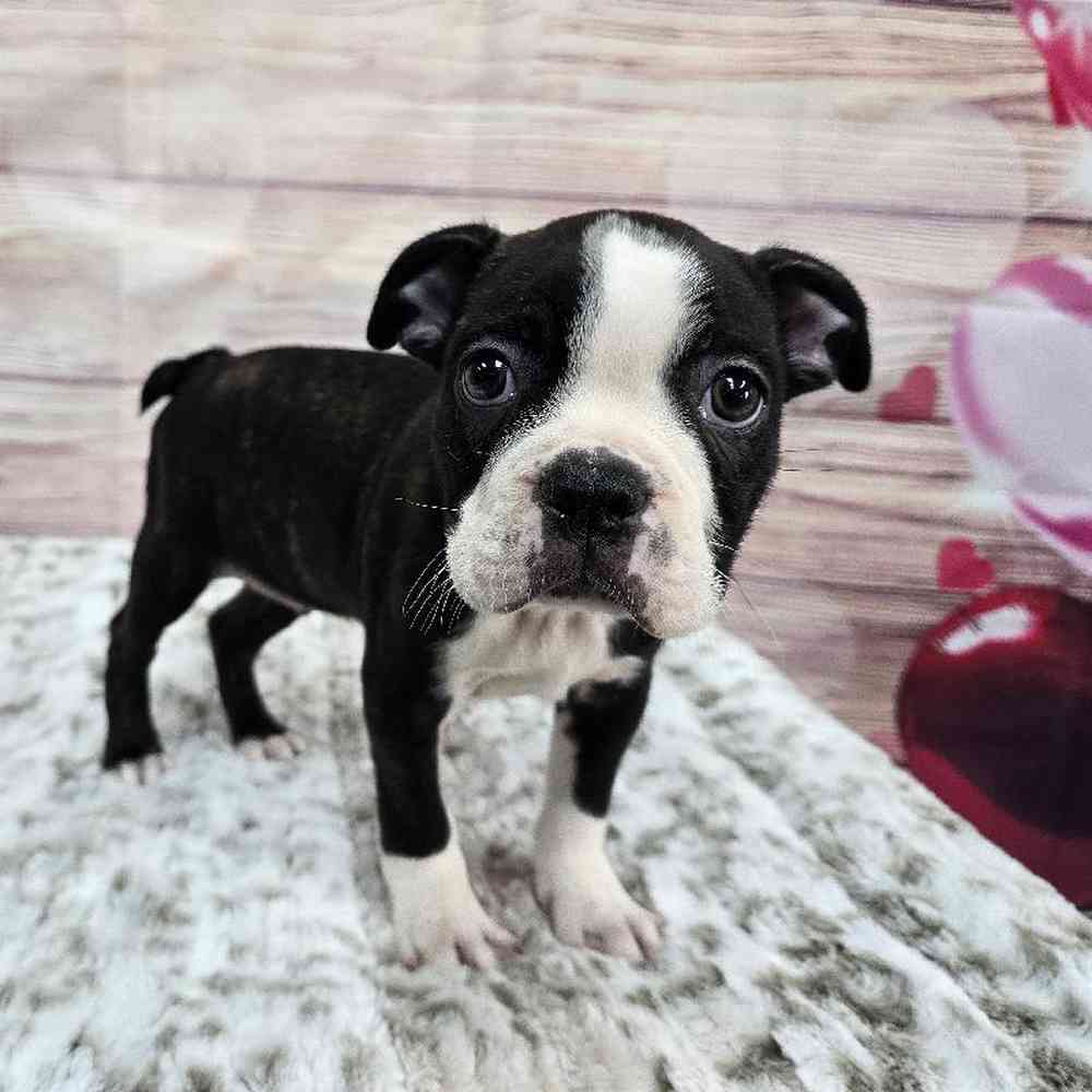 Male Boston Terrier Puppy for Sale in Virginia Beach, VA