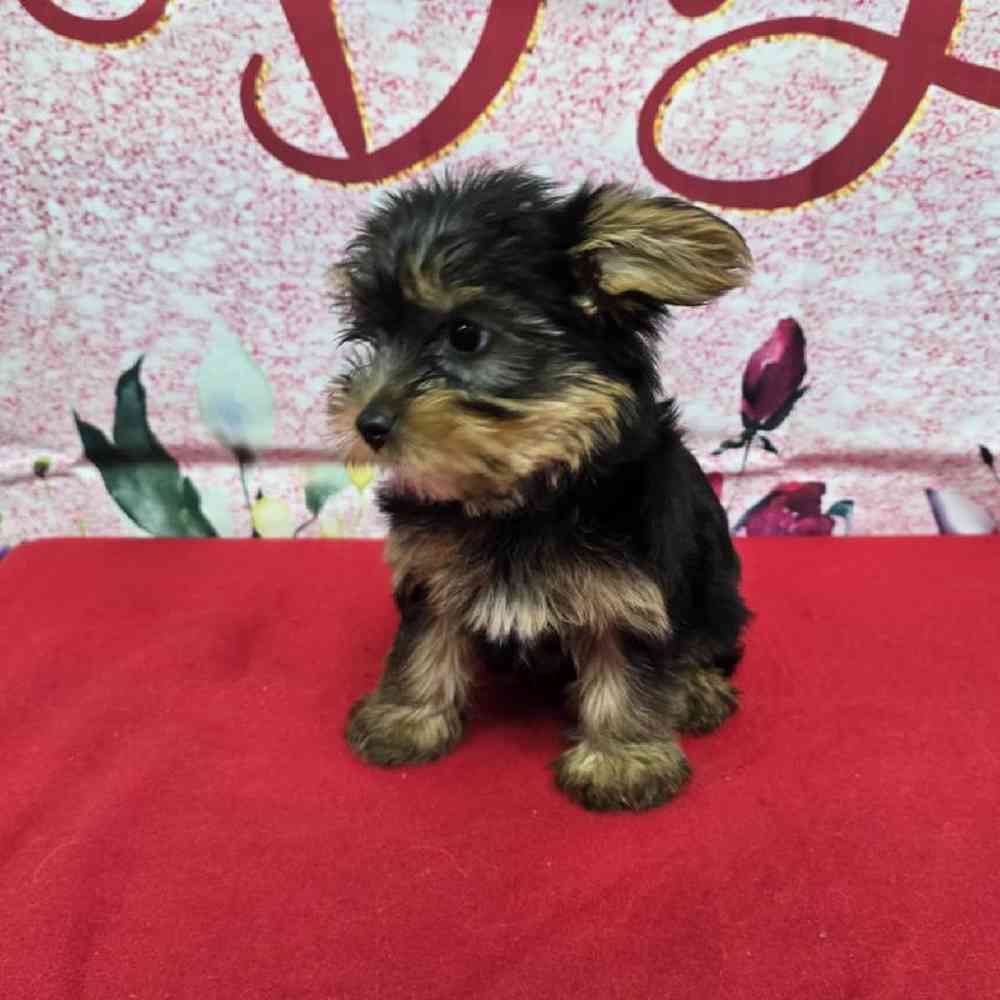 Female Yorkie Puppy for Sale in Virginia Beach, VA