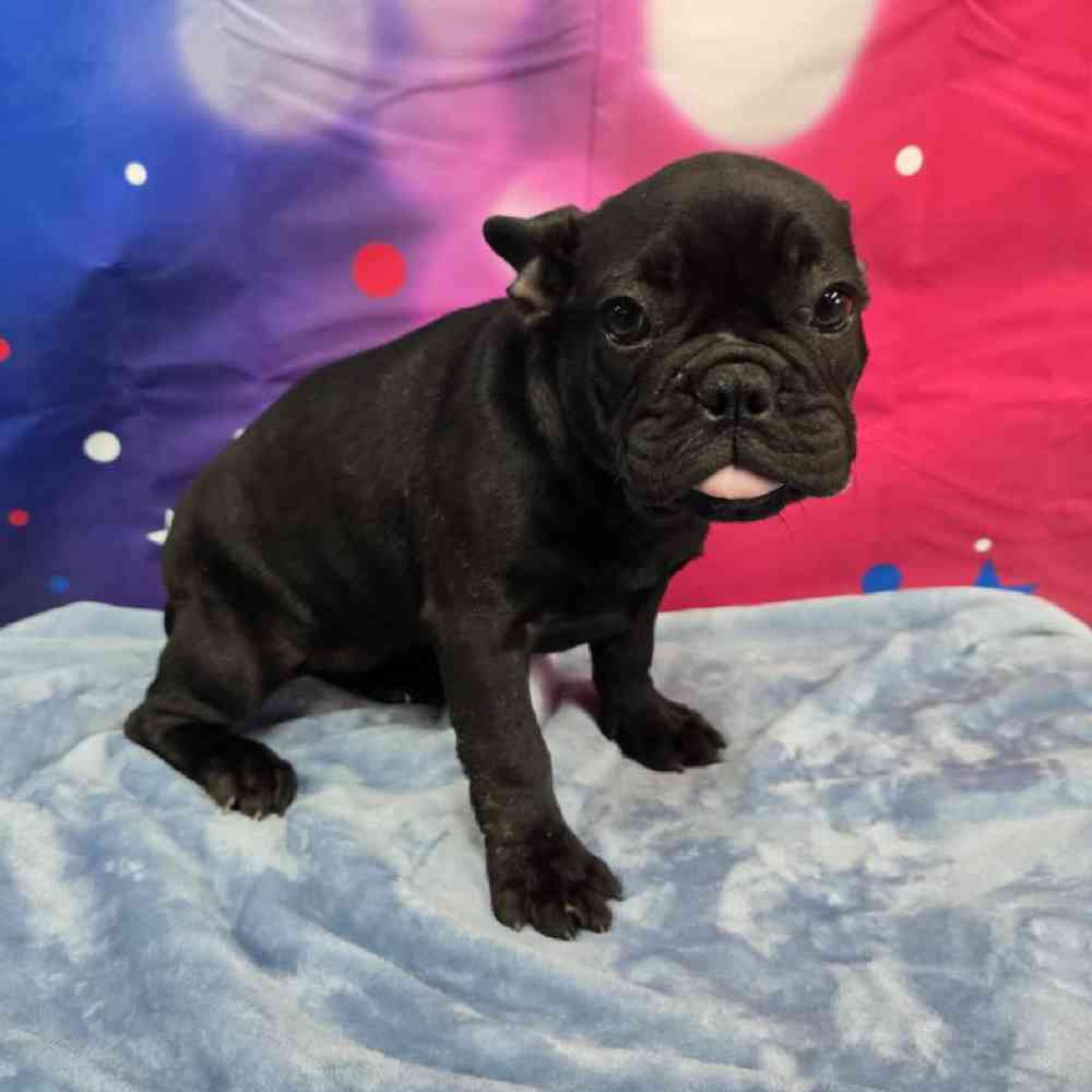 Female French Bulldog Puppy for Sale in Virginia Beach, VA