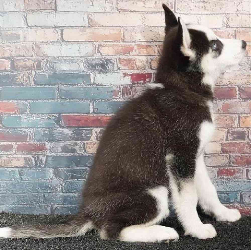 Female Siberian Husky Puppy for Sale in Virginia Beach, VA