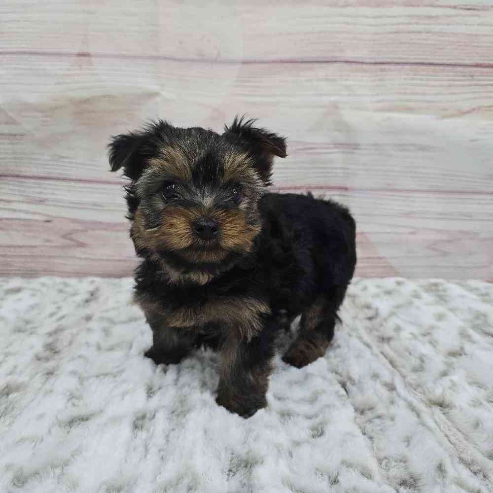 Male Yorkie Puppy for Sale in Virginia Beach, VA