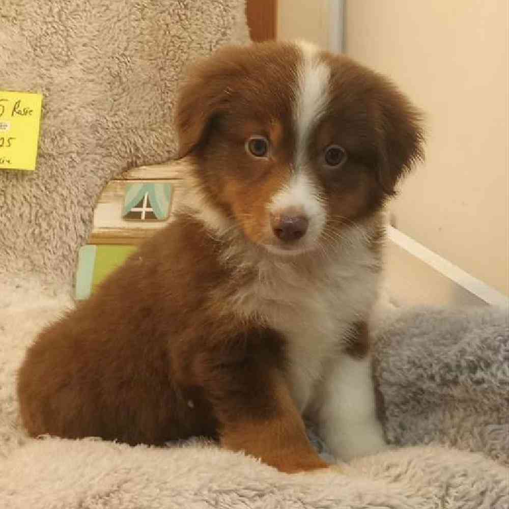 Female Mini Aussie Puppy for Sale in Virginia Beach, VA
