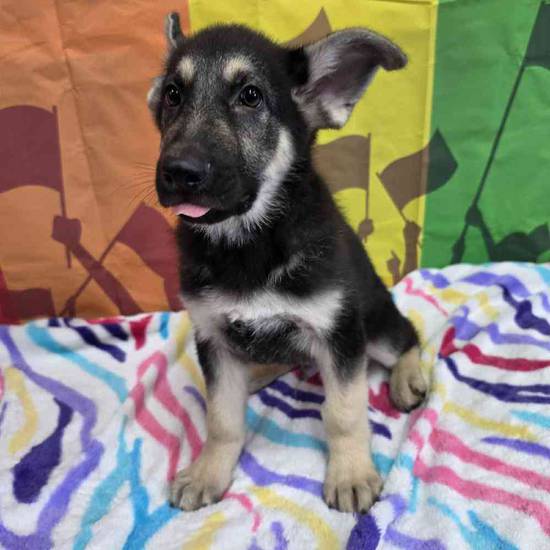German Shepherd