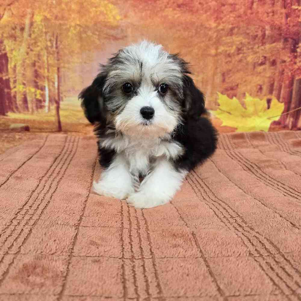 Male Chinese Crested Puppy for Sale in Virginia Beach, VA