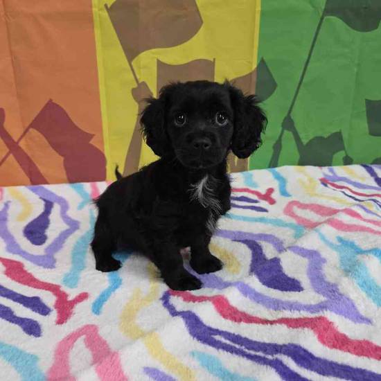 Cavapoo