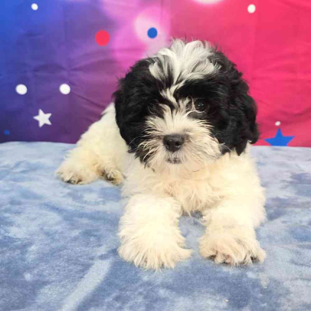 Female Teddy Bear Puppy for Sale in Virginia Beach, VA