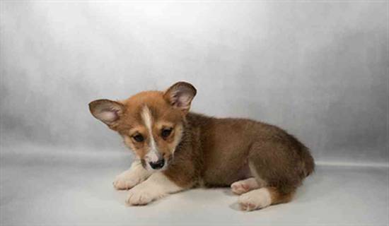 Pembroke Welsh Corgi