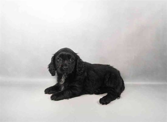 Cavapoo