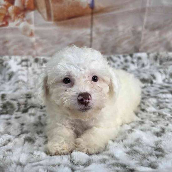 Poodle Toy