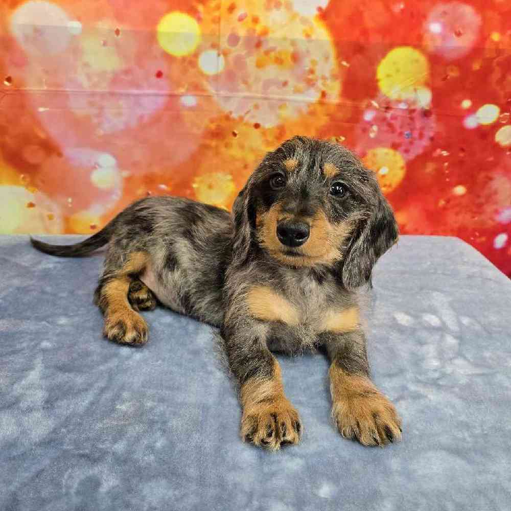 Male Dachshund Puppy for Sale in Virginia Beach, VA