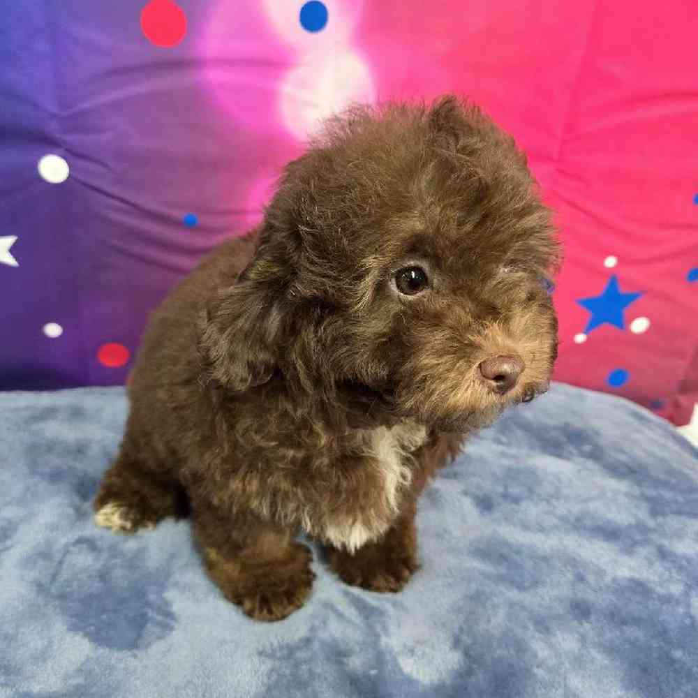 Male Mini Aussiedoodle Puppy for Sale in Virginia Beach, VA