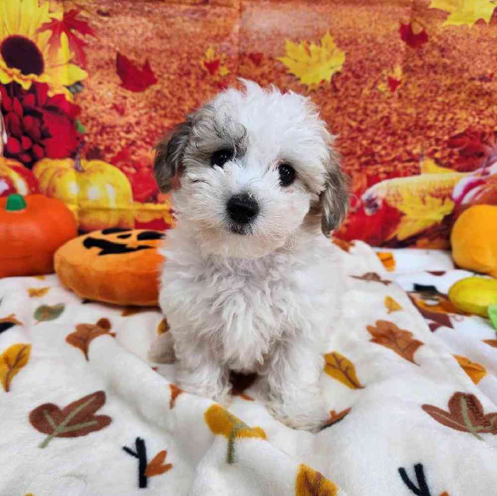 Male Bichonpoo Puppy for Sale in Virginia Beach, VA