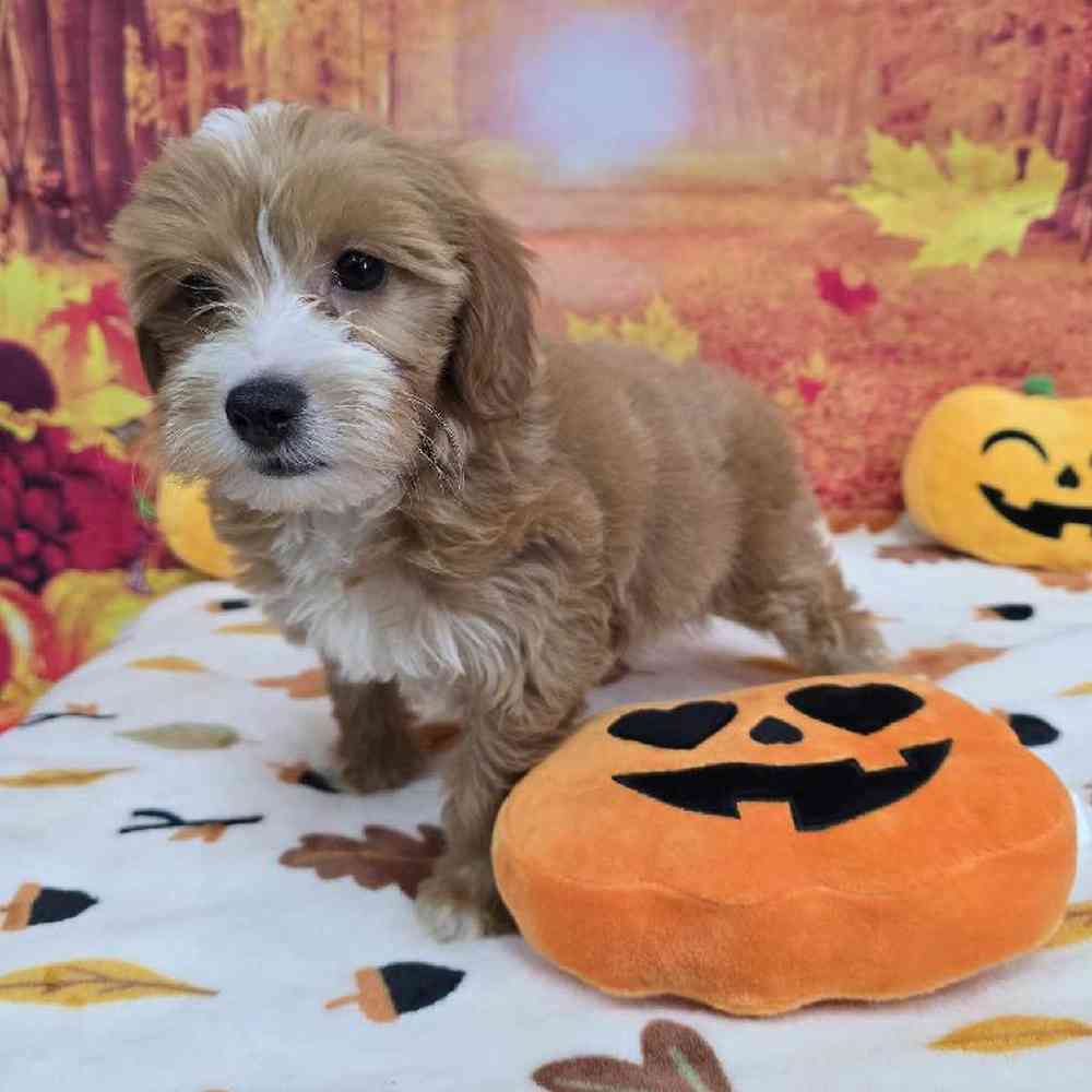 Female Mini Goldendoodle Puppy for Sale in Virginia Beach, VA