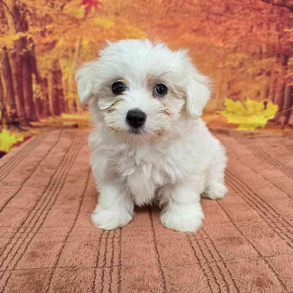 Male Maltese Puppy for Sale in Virginia Beach, VA