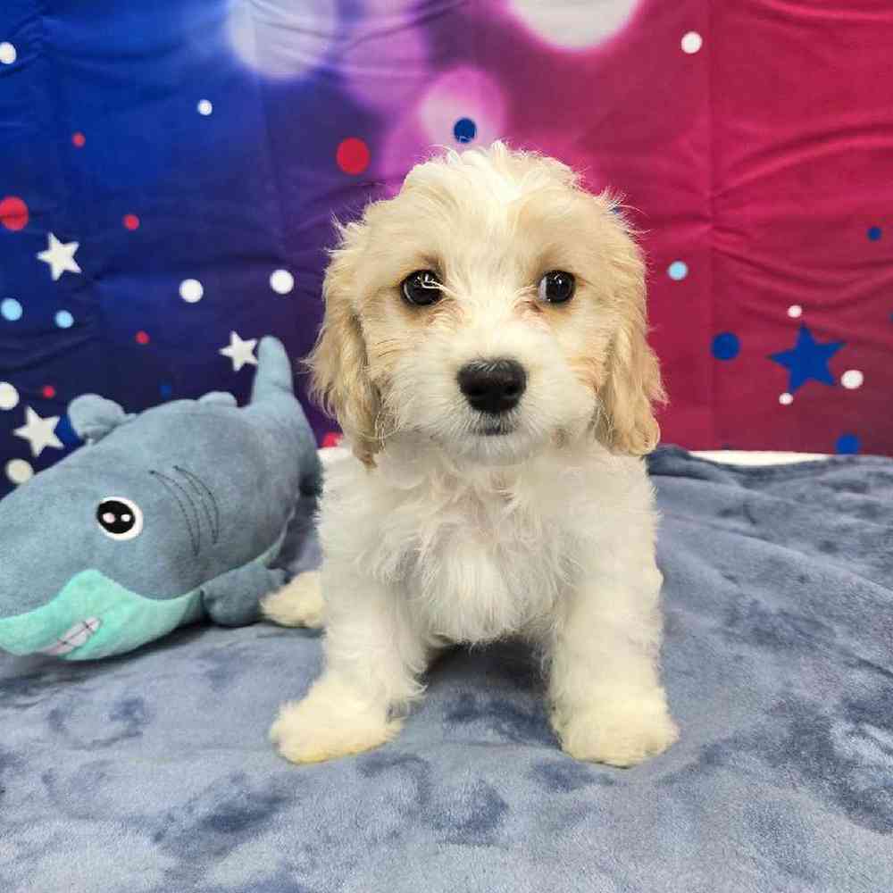 Female Cavachon Puppy for Sale in Virginia Beach, VA