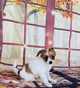 Papillon