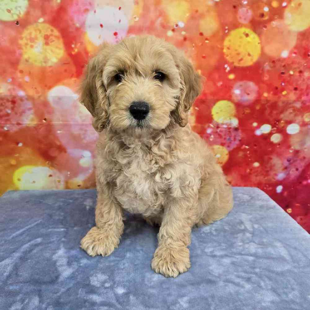 Male Moyen Poodle-Golden Retriever Puppy for Sale in Virginia Beach, VA