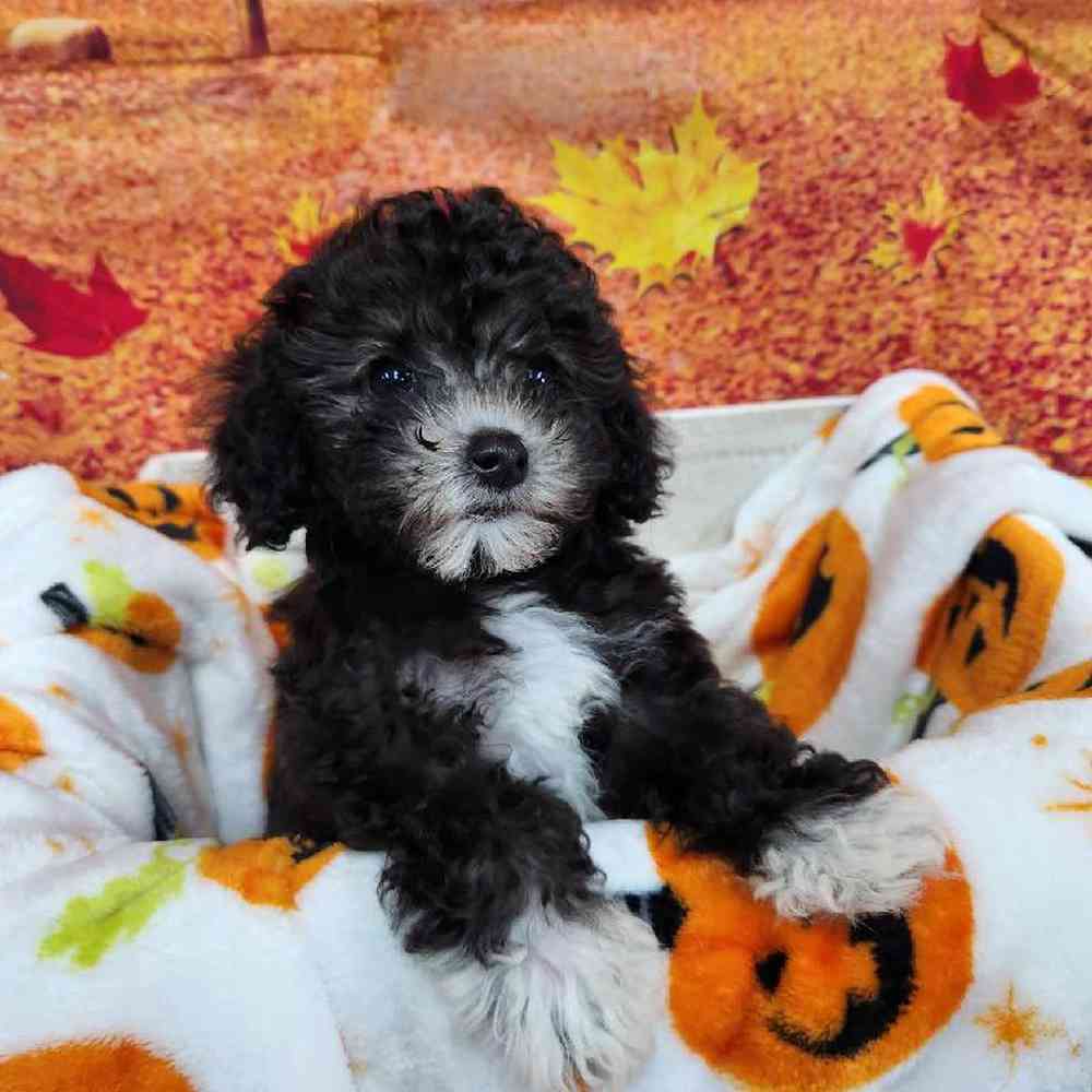 Female Cockapoo Puppy for Sale in Virginia Beach, VA