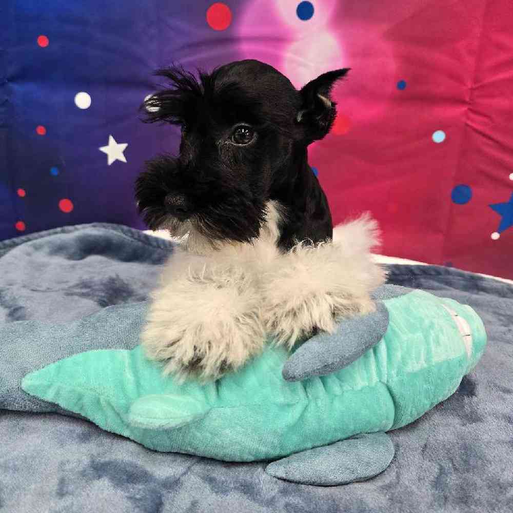 Male Mini Schnauzer Puppy for Sale in Virginia Beach, VA