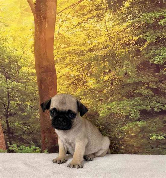 Pug