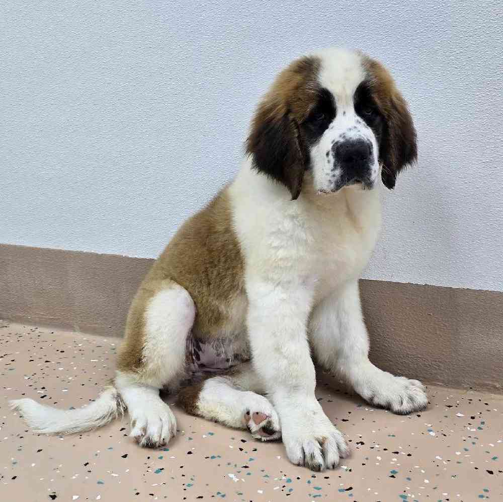 Female Saint Bernard Puppy for Sale in Virginia Beach, VA