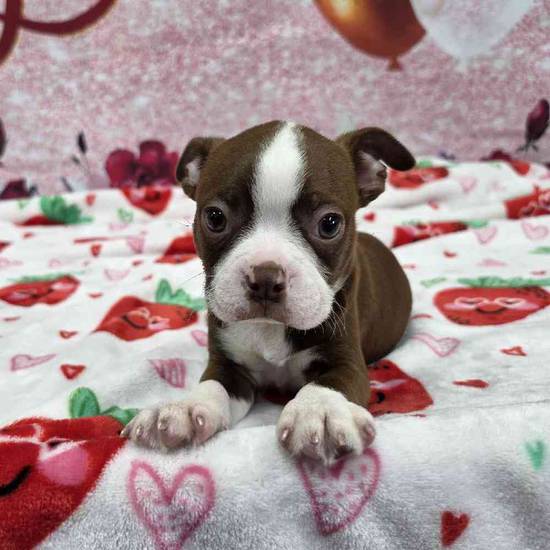 Boston Terrier