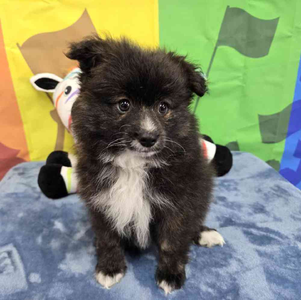 Female Pomsky Puppy for Sale in Virginia Beach, VA
