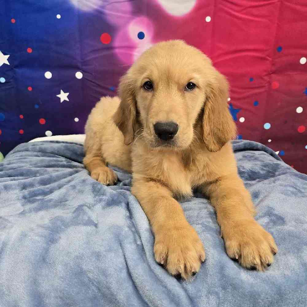 Male Golden Retriever Puppy for Sale in Virginia Beach, VA