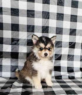 Pomsky