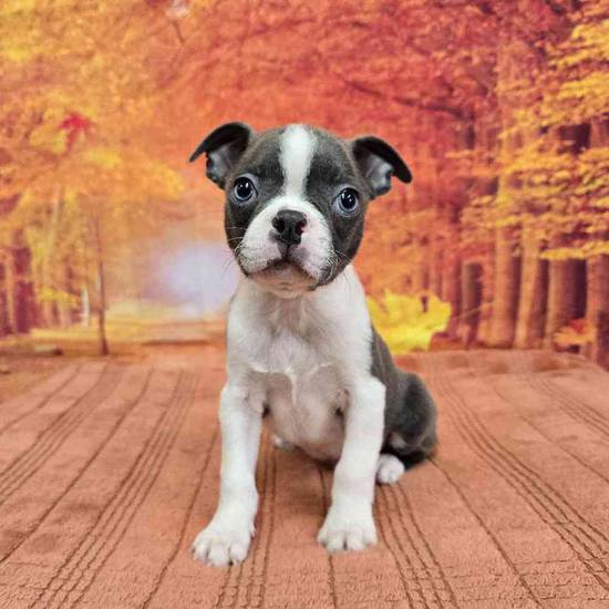 Boston Terrier