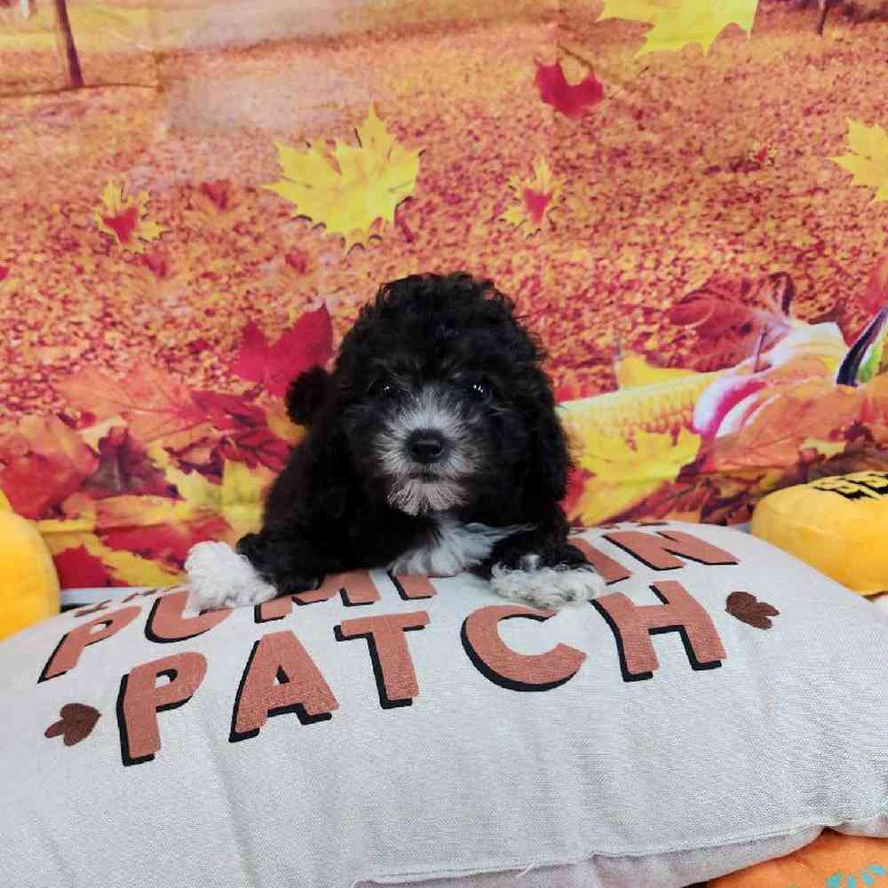 Female Cockapoo Puppy for Sale in Virginia Beach, VA
