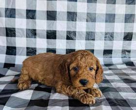 Mini Goldendoodle